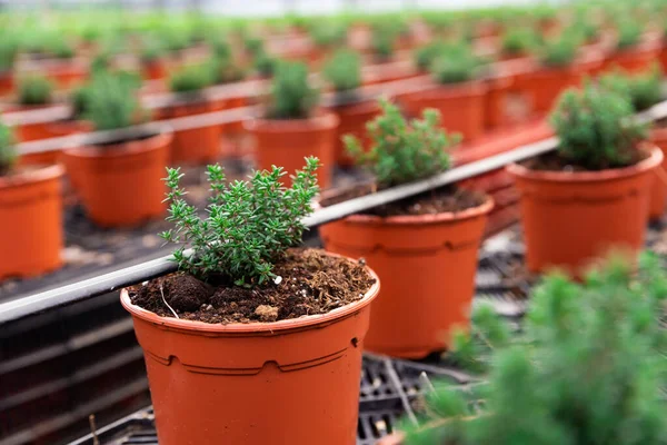 Image Rows Small Ornamental Shrubs Growing Pots Greenhouse — Stock Photo, Image