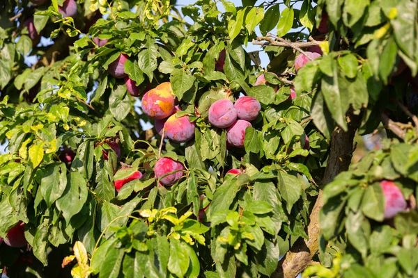 Ciruelas Orgánicas Frescas Rama Árbol Listas Para Cosechar Jardín Día —  Fotos de Stock