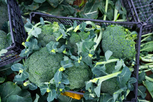 Vers Geoogste Biologische Broccoli Plastic Kratten Een Groenteboerderij — Stockfoto