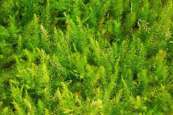 Closeup Fresh Greenery Young Asparagus Fern Seedlings Grown Greenhouse — Stock Photo, Image