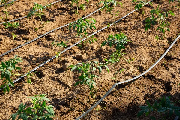 Closeup Young Organic Tomato Seedlings Growing Farm Field Sunny Day — Stock Photo, Image