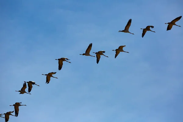 Pájaros Vuelo Manada Grúas Que Regresan Tierras Cálidas Cielo Azul —  Fotos de Stock