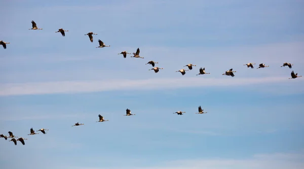 空を飛んでクレーンの大規模な群れ 高品質の写真 — ストック写真