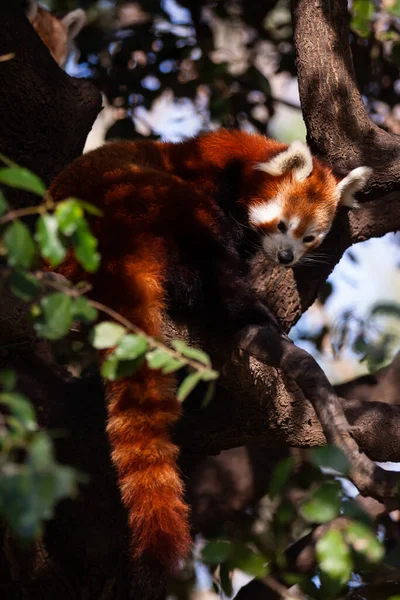 Imagem Raro Panda Vermelho Sentado Filial Parque Livre — Fotografia de Stock