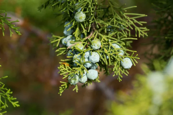 Nahaufnahme Von Bläulich Grauen Früchten Des Juniperus Californica Baumes Natürlichem — Stockfoto