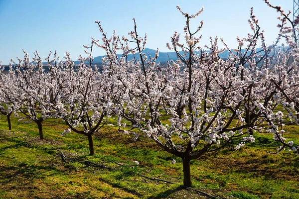 Richly Blooming Apricot Trees Garden Sunny Spring Day — Stock Photo, Image