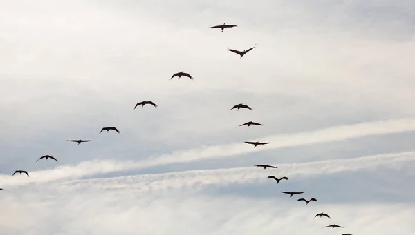 Pájaros Vuelo Manada Grúas Que Regresan Tierras Cálidas Cielo Azul — Foto de Stock