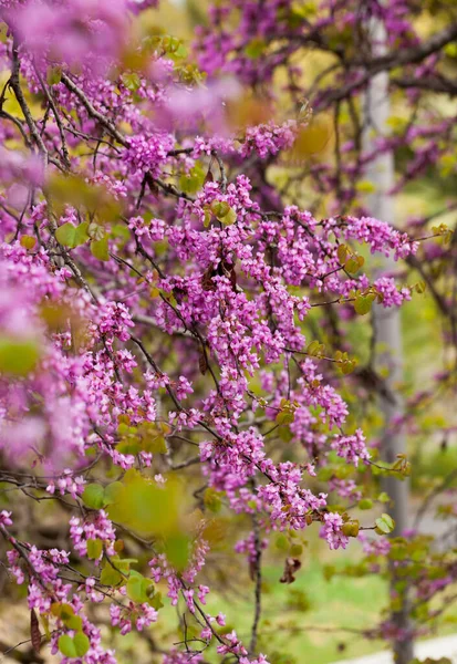 Magenta Roze Bloemen Van Cercis Tijdens Voorjaarsbloei — Stockfoto
