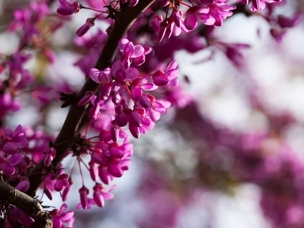 Blühende Lila Cercis Siliquastrum Bäume Auf Den Feldern Frühling — Stockfoto