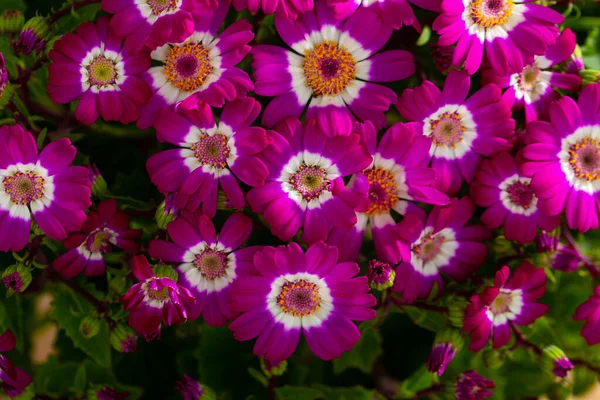 Closeup Richly Blooming Cineraria Mauve Flowers Background Green Foliage - Stock-foto