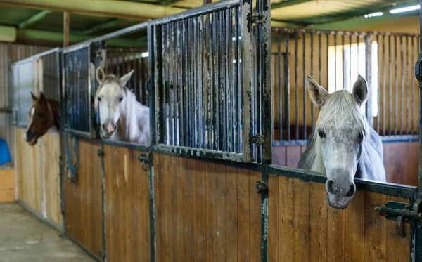 Close Van Goed Geprepareerde Paarden Schone Boxen Bij Stal — Stockfoto