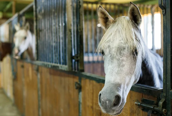 Close Cavalos Bem Tratados Barracas Limpas Estábulo — Fotografia de Stock