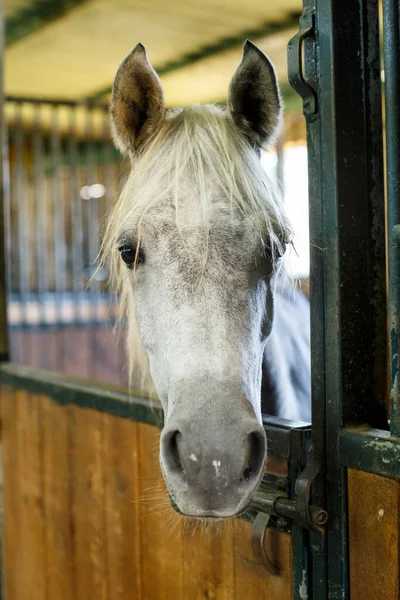Close Beeld Van Goed Verzorgd Paard Stal Stal — Stockfoto