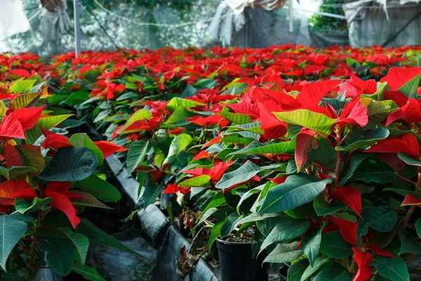 Poinsettia Red Plantation Christmas Star Flowers Cultivated Greenhouse — Stock Photo, Image