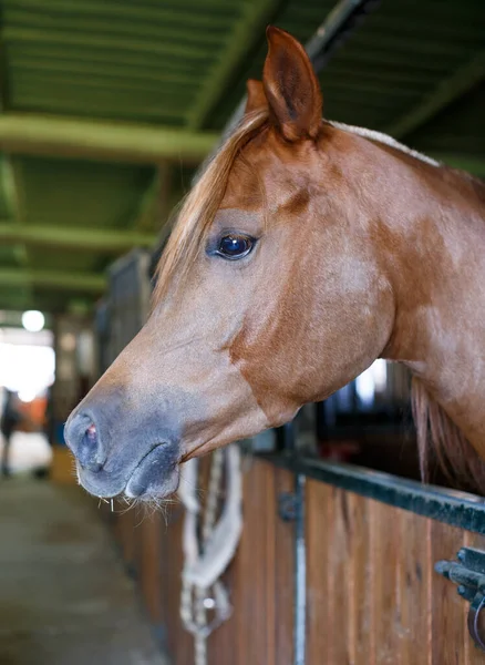 Close Beeld Van Goed Verzorgd Paard Stal Stal — Stockfoto