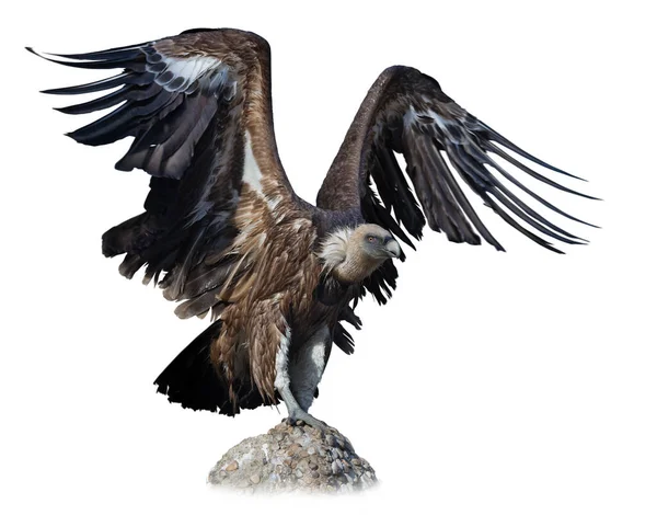 Big Griffon Vulture Landing Stone White Background — Stock Photo, Image