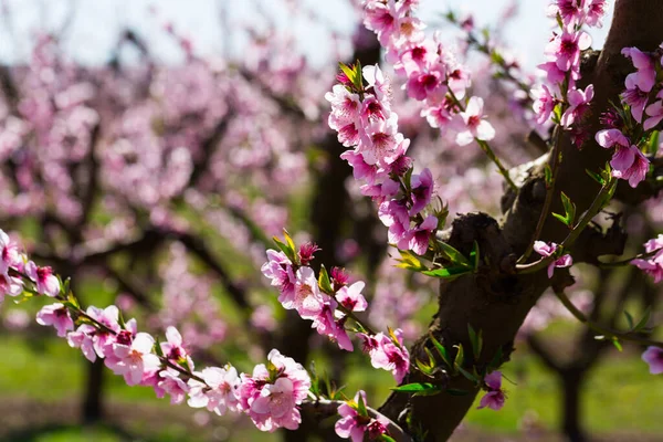 春の晴れた日には桃の木が豊かに咲く — ストック写真