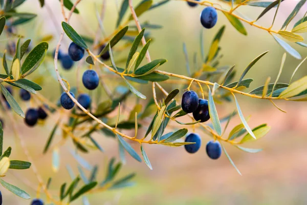 Closeup Olive Tree Branches Ripe Black Olives Plantation Harvest Time — Stock Photo, Image