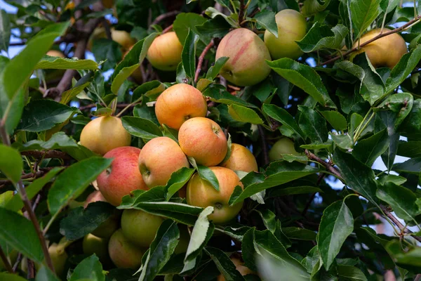 苹果树枝头上有多汁的苹果 准备在夏天的果树花园里收割 — 图库照片