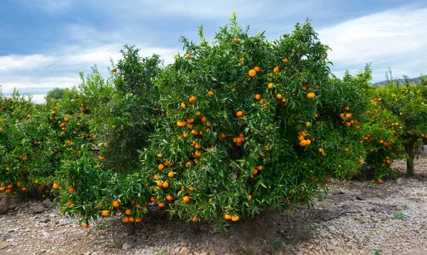 Zielone Drzewa Mandarynkowe Dojrzałymi Pomarańczowymi Owocami Plantacji Owoców Cytrusowych — Zdjęcie stockowe