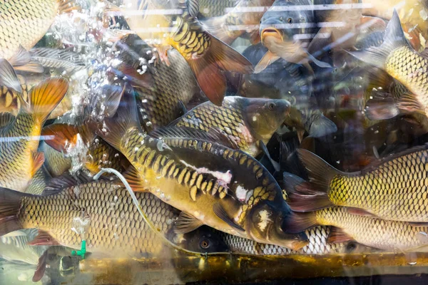Live Fresh Water Fishes Glass Aquarium Supermarket — Stock Photo, Image