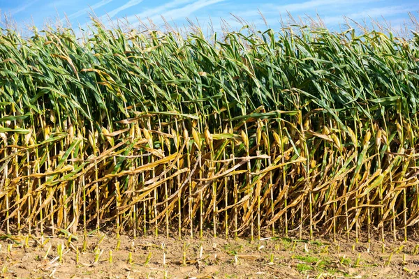 Ripe Corn Cob Stems Wait Harvest Corn Field Agriculture Rural — Stock Photo, Image