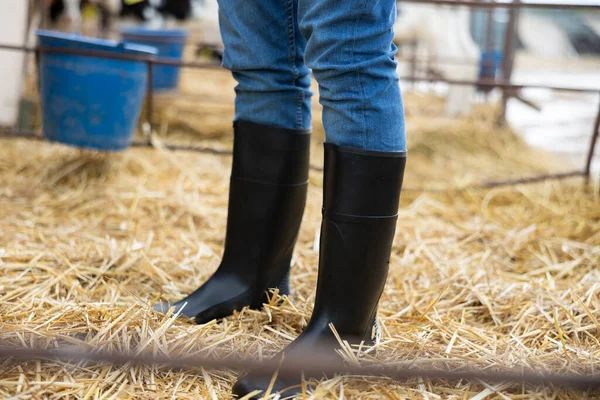 Close Black Rubber Boots Cow Farm — Stock fotografie