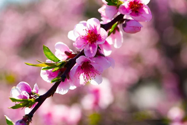 Närbild Persika Blommor Trädgrenar Vår Fruktträdgård — Stockfoto