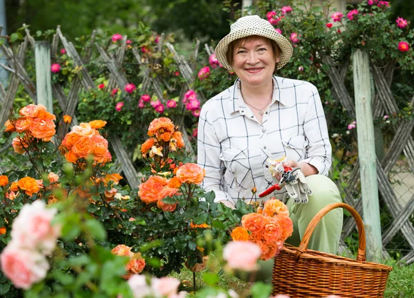 Glad Mature Woman Gardener Taking Care Bush Roses Outdoors Summer — Stock Photo, Image