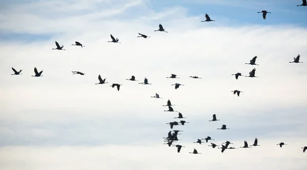大群的鹤在天空中飞翔 高质量的照片 — 图库照片