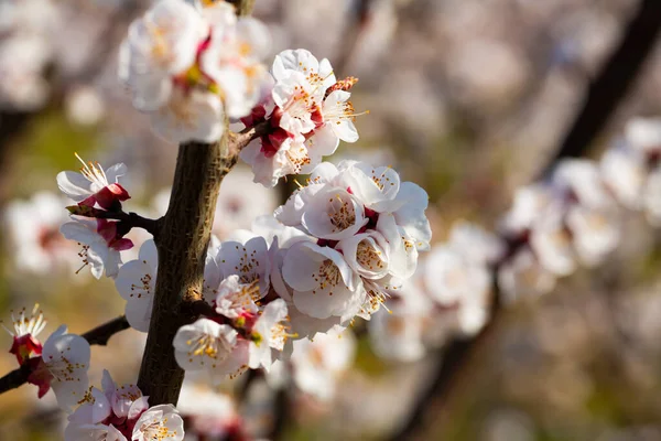 Kayısı Ağacı Dalındaki Çiçeklere Yakın Çekim Bahar Çiçekli Arka Plan — Stok fotoğraf