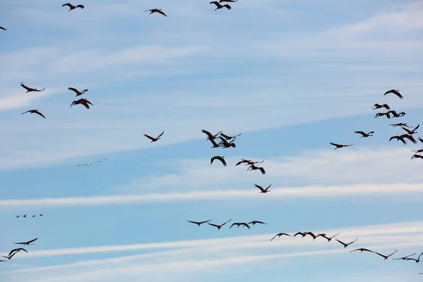 Common Cranes Flying Breeding Grounds Seasonal Spring Bird Migration — Stock Photo, Image