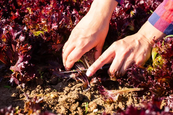 Hands of gardener cutting red leaf lettuce with knife. Close-up view of red lettuce harvest.