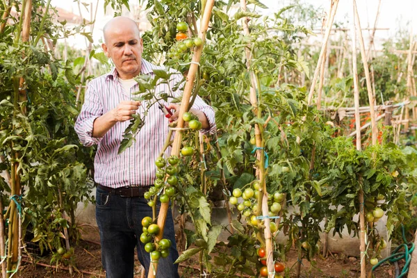 Starszy Pan Pielęgnujący Pielęgnujący Pomidory Szklarni Przycinający Rośliny — Zdjęcie stockowe