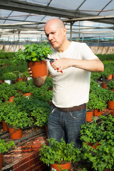 Starszy Rolnik Sprawdzający Plantację Roślin Mięty Szklarni — Zdjęcie stockowe