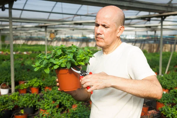 Oudere Landbouwer Controleert Aanplant Van Muntplanten Het Tuinhuis — Stockfoto