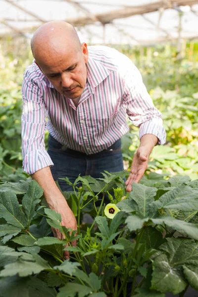 Experienced Male Farmer Engaged Cultivation Okra Plants Greenhouse — Fotografia de Stock