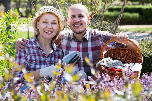 Couple Engagé Dans Jardinage Dans Jardin Arrière Cour — Photo