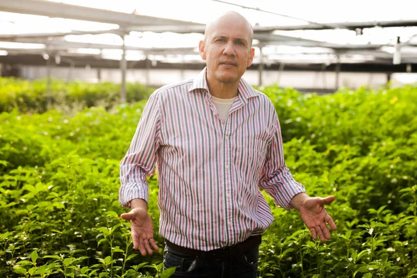 Portrait Confident Male Farmer Engaged Cultivation White Jute Greenhouse — Fotografia de Stock