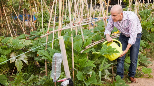 Mature Gardener Taking Care Plants Greenhouse Watering Seedling Watering Can — Fotografia de Stock