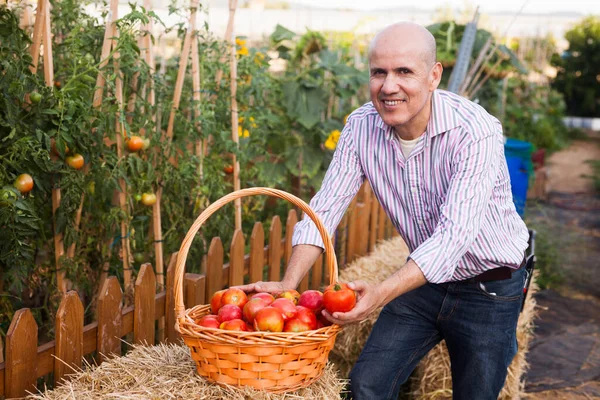 Mannelijke Boer Met Volle Mand Verse Geoogste Tomaten Het Hothouse — Stockfoto