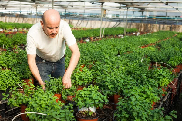Deposunda Deneyimli Işçi Bahçıvanlığı Taze Melissa Bitkilerini Kontrol Etmek — Stok fotoğraf