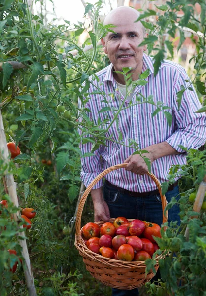 Mężczyzna Rolnik Stojący Pełnym Koszem Świeżych Zebranych Pomidorów Szklarni — Zdjęcie stockowe