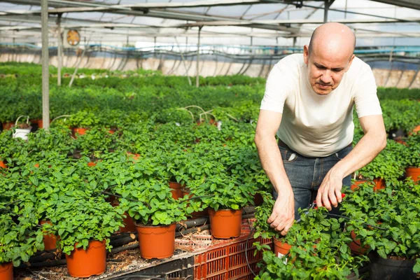 Serada Çalışan Olgun Bir Erkek Çiftçi Kokulu Organik Nane Yetiştiriyor — Stok fotoğraf