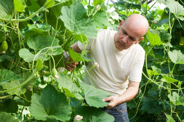 有機夏のカボチャの栽培 茂みのチェック 収穫に従事する自信のある男性庭師 — ストック写真
