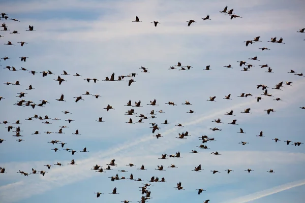 Migrasjon Vanlige Kraner Grus Fra Overvintringen Fugler Flyr Blå Himmel – stockfoto