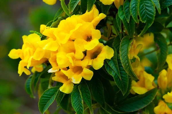 stock image Close-up blossoming of yellow tecoma flowers outdoor