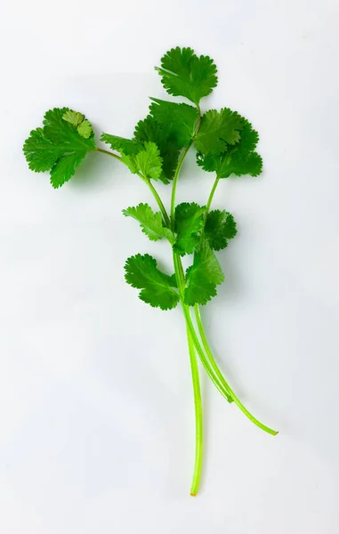 一枝新鲜的香菜 被白色的背景隔离 特写图像 — 图库照片