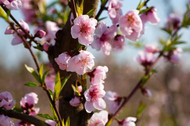 Closeup of flowers on peach tree branch in spring time clipart