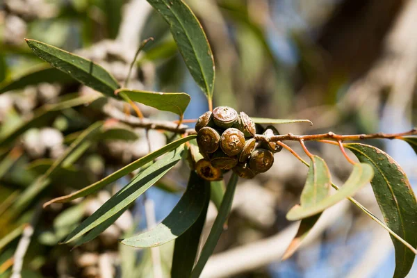 Fruits Eucalyptus Grappes Capsules Forme Cône Sur Fond Feuilles Vertes — Photo
